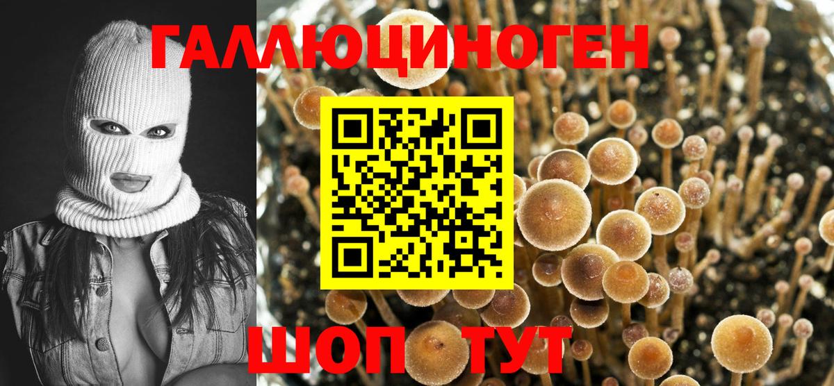 Псилоцибиновые грибы Psilocybine cubensis Отрадное